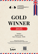 LONDON PHOTOGRAPHY AWARDS: GOLD WINNER 2025