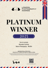 LONDON PHOTOGRAPHY AWARDS: PLATINUM WINNER 2025